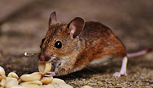 24 Hour & Emergency Exterminators in Spiritwood Lake, ND